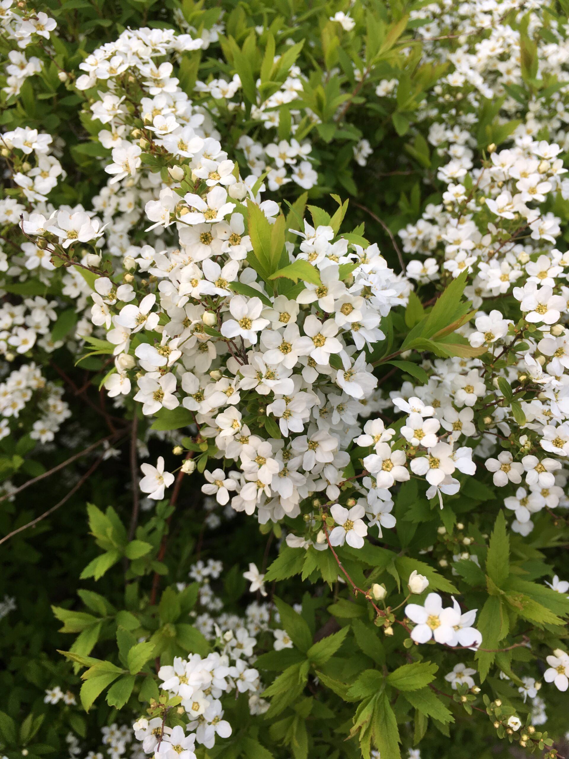 小さなかわいい白いお花たち