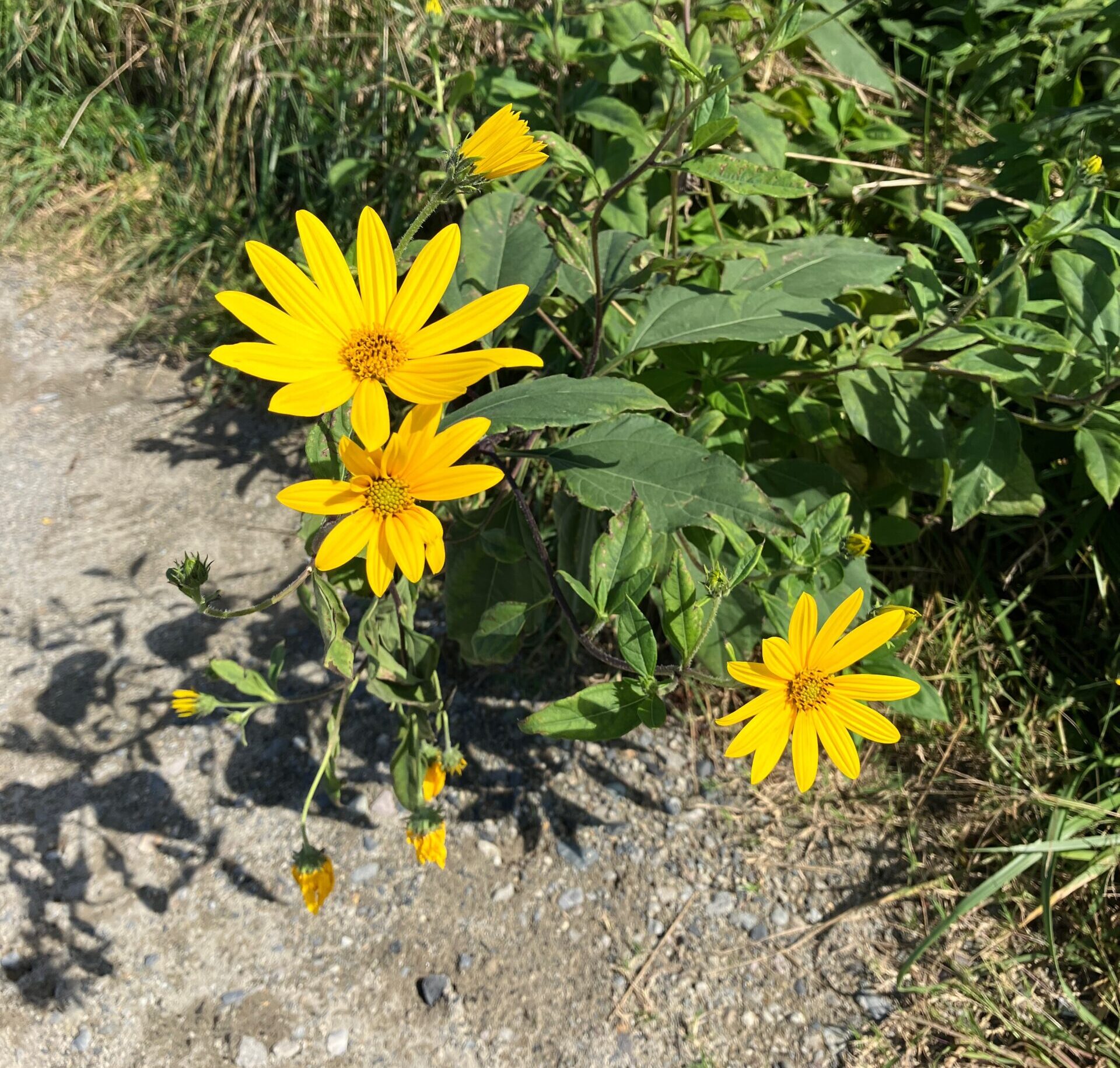 黄色のお花